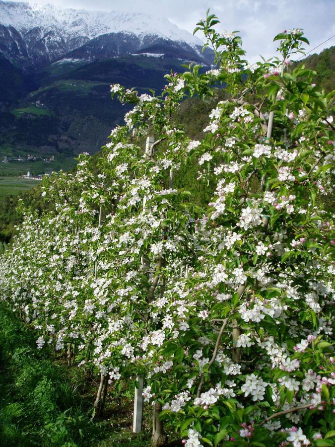 Schlosshof Zu Montani Morter Εξωτερικό φωτογραφία